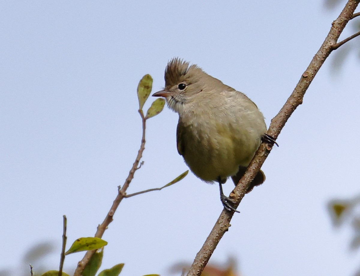 Желтобрюхая эления - ML646220700