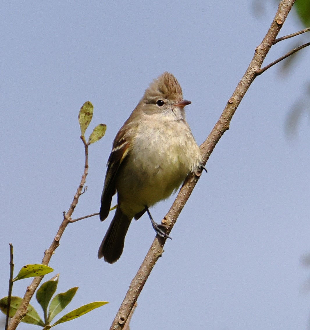 Желтобрюхая эления - ML646220701