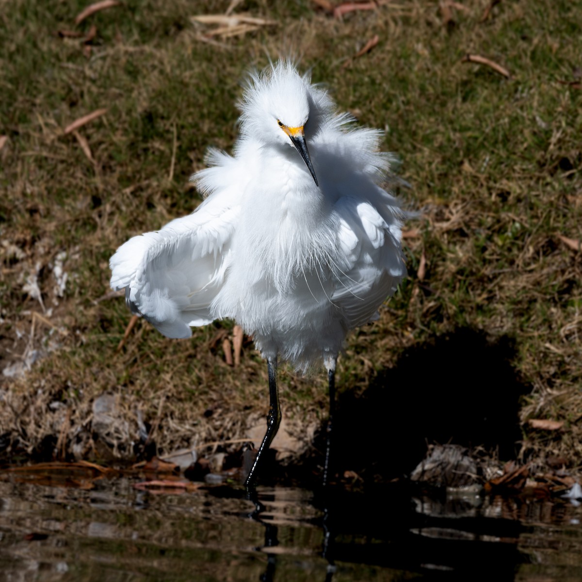 Snowy Egret - ML646220705
