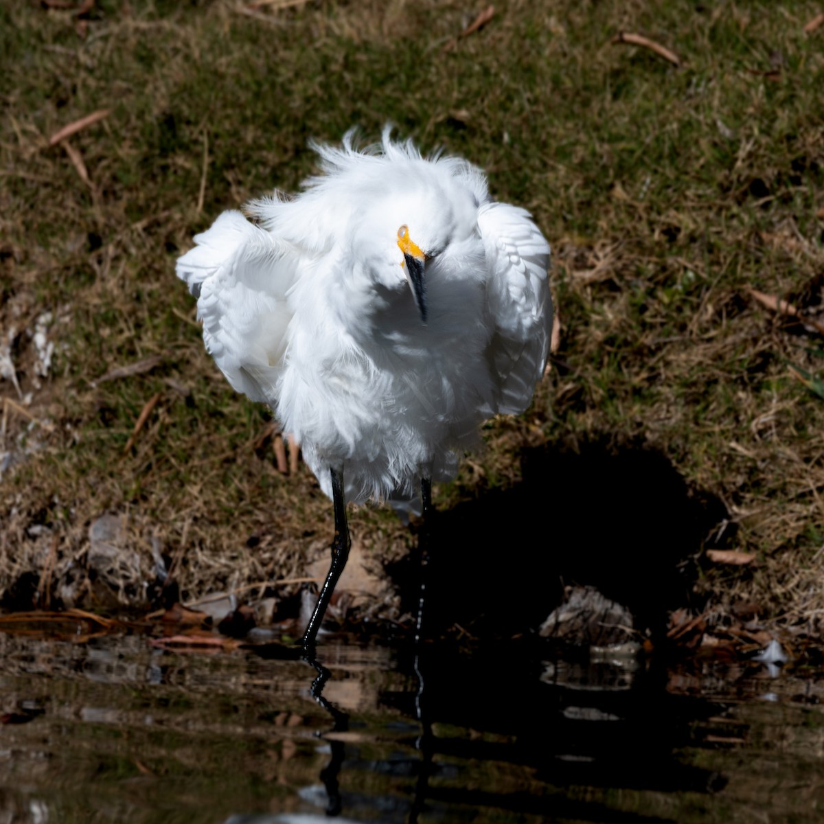 Snowy Egret - ML646220706