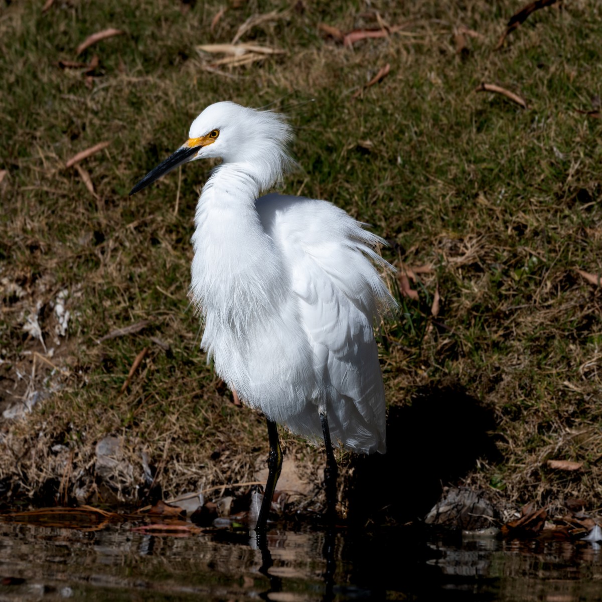 Snowy Egret - ML646220709