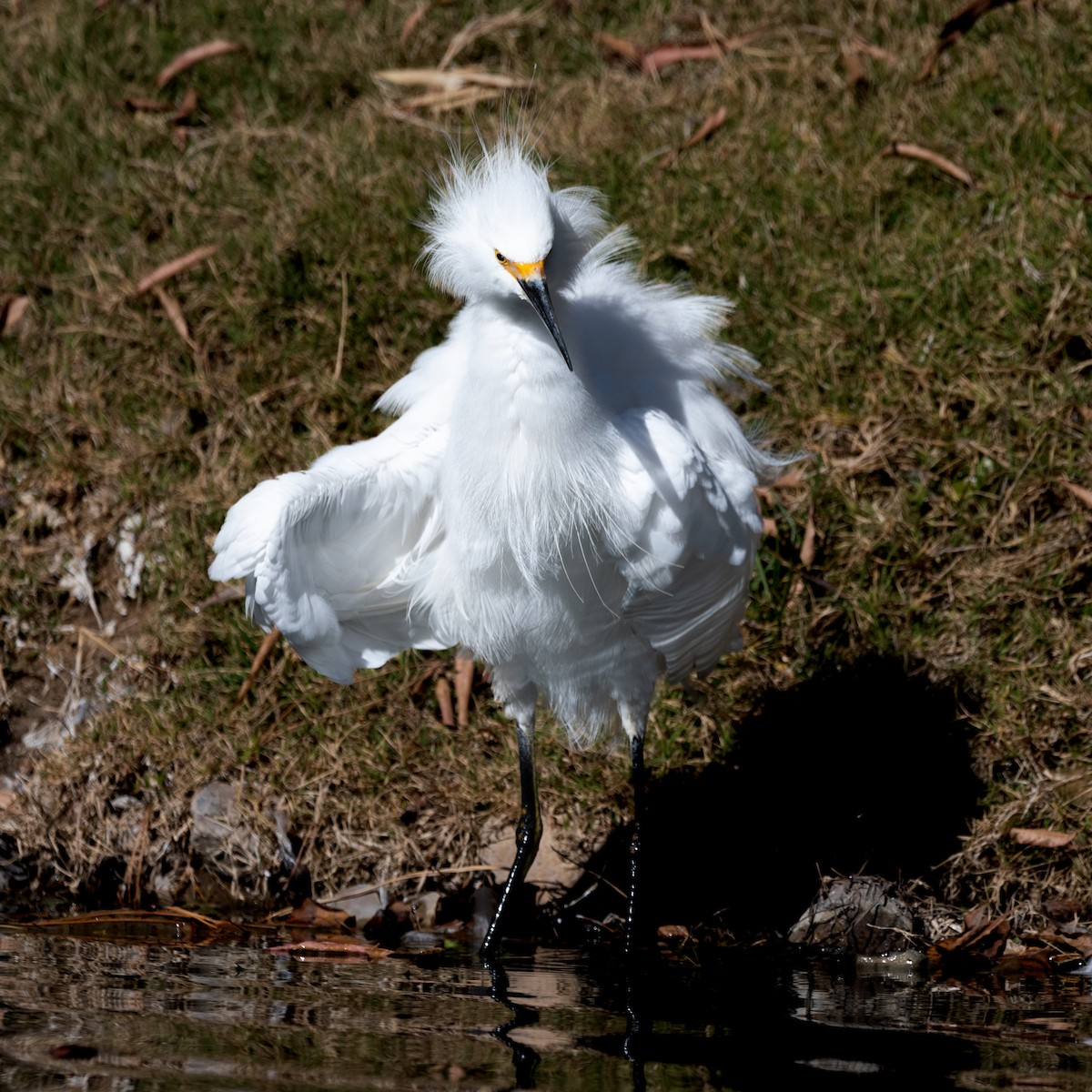 Snowy Egret - ML646220710