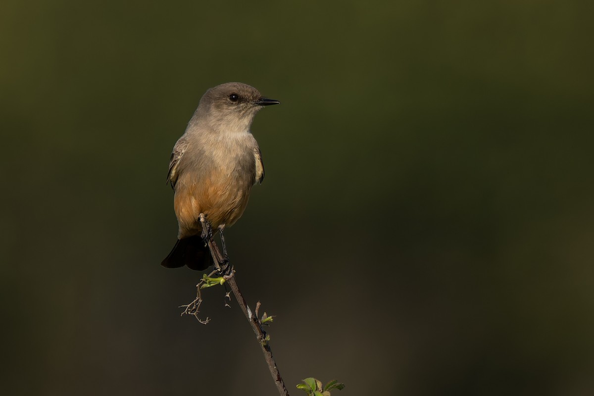 Say's Phoebe - ML646220714