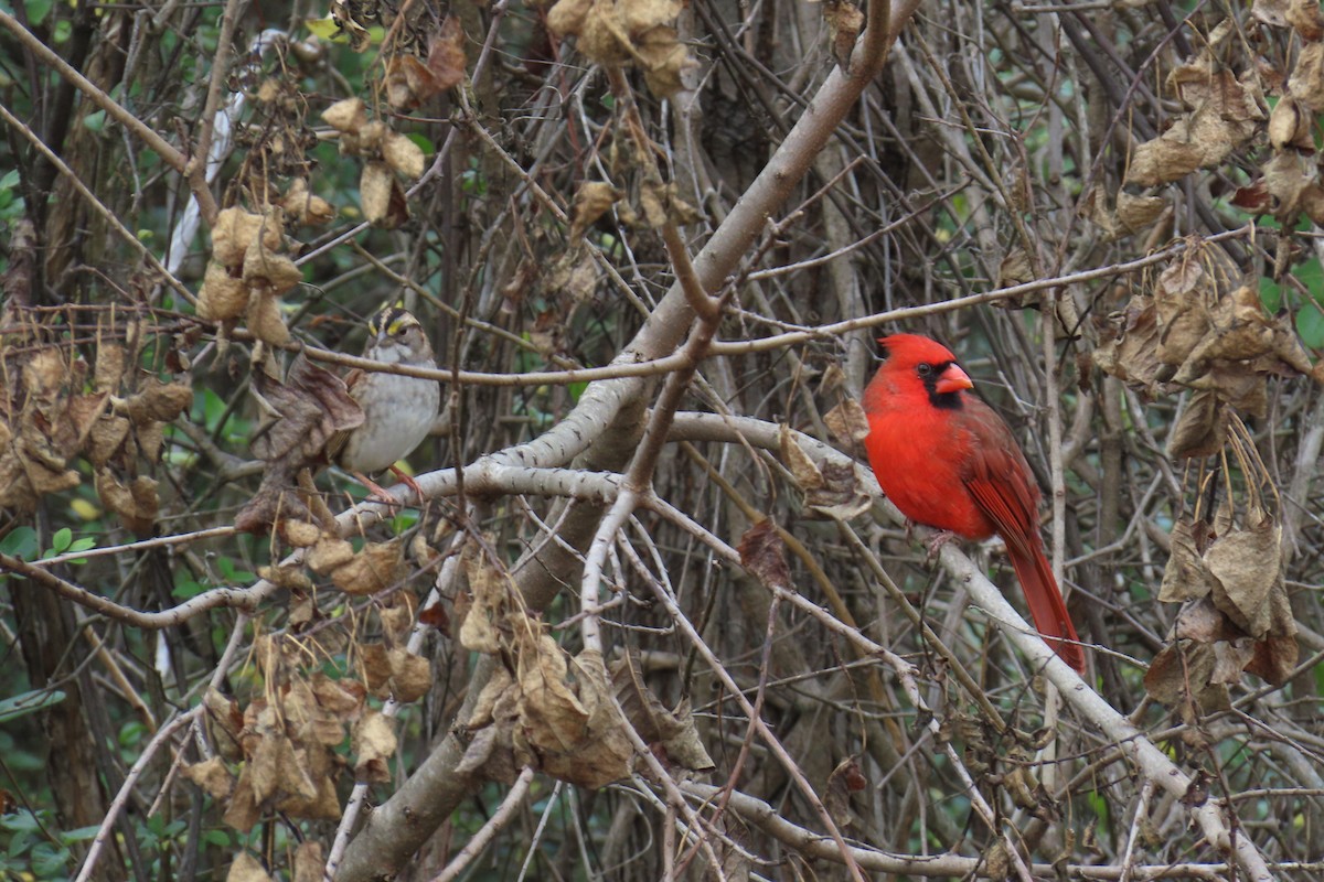 Northern Cardinal - ML646220715