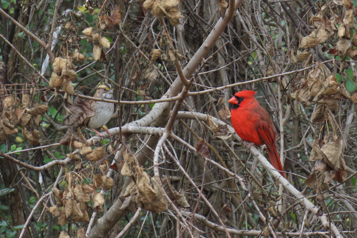 Northern Cardinal - ML646220716
