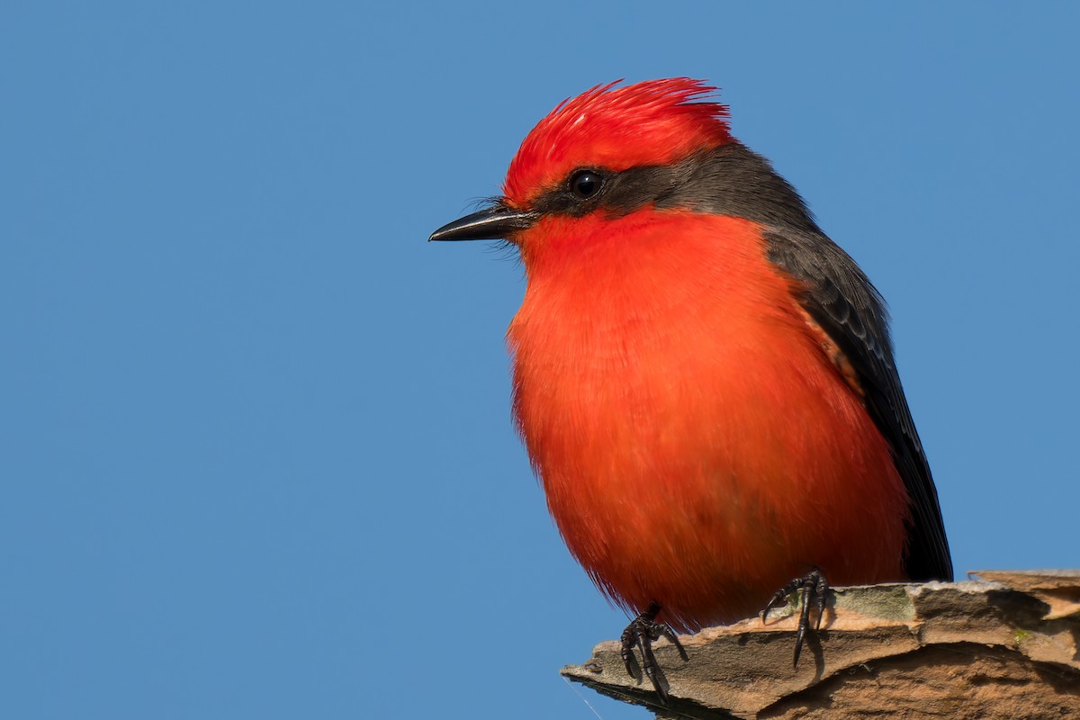 Vermilion Flycatcher - ML646220717