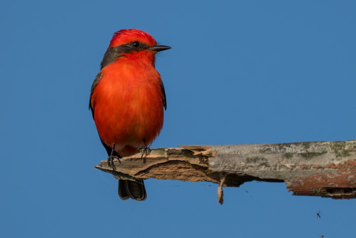 Vermilion Flycatcher - ML646220718