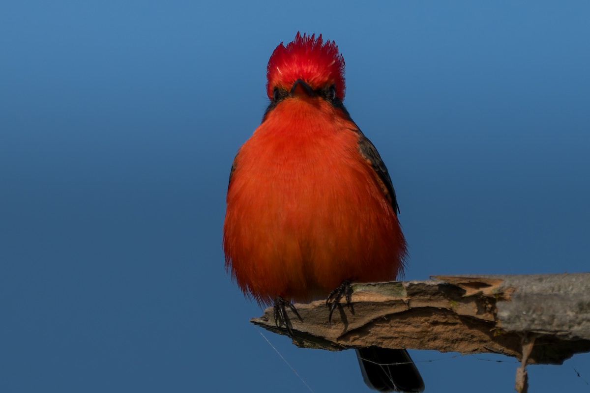 Vermilion Flycatcher - ML646220719