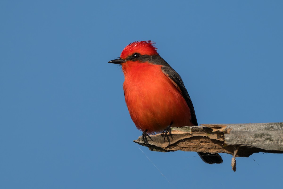 Vermilion Flycatcher - ML646220720
