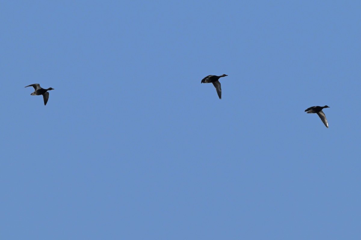 American Black Duck - ML646220726