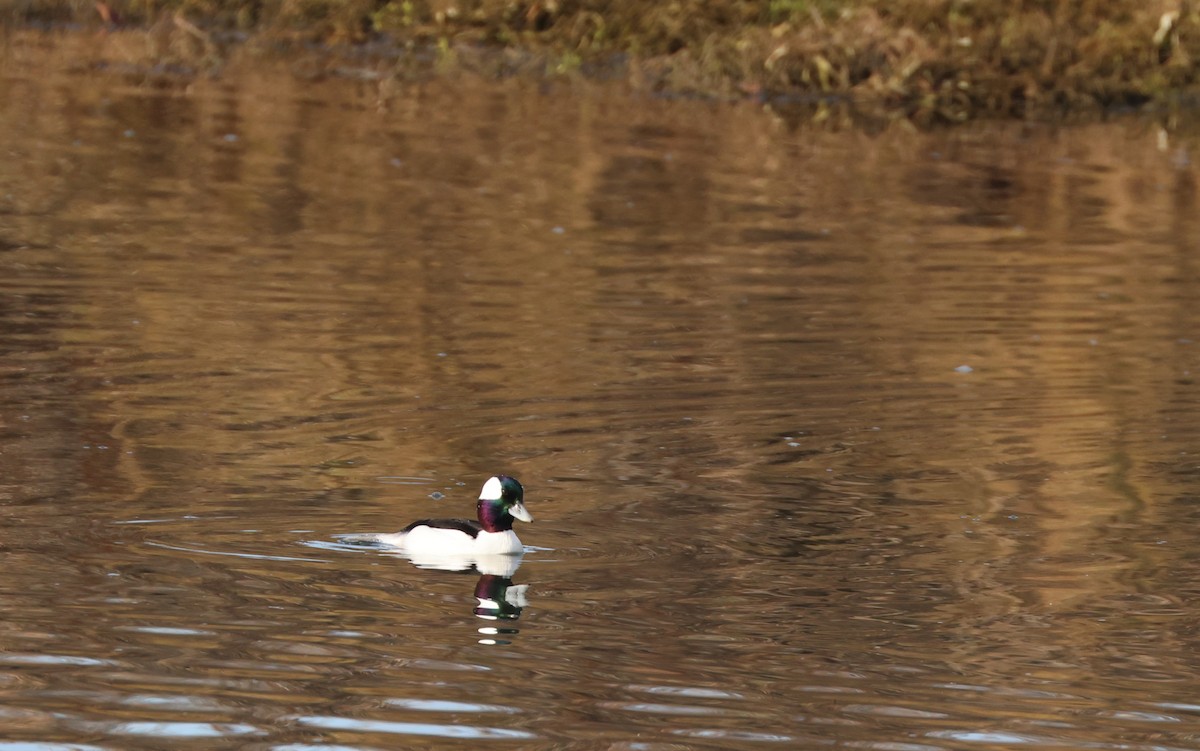 Bufflehead - ML646220727