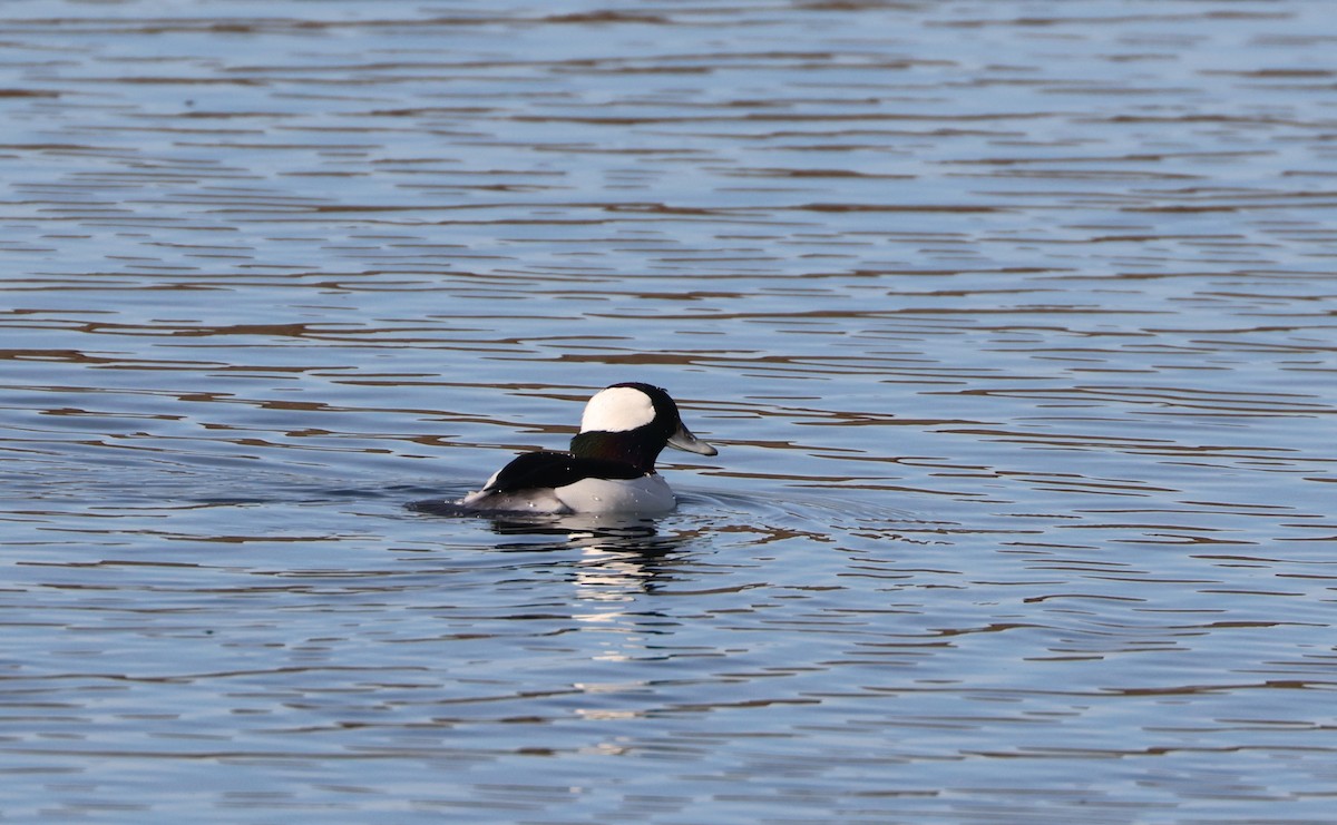 Bufflehead - ML646220728