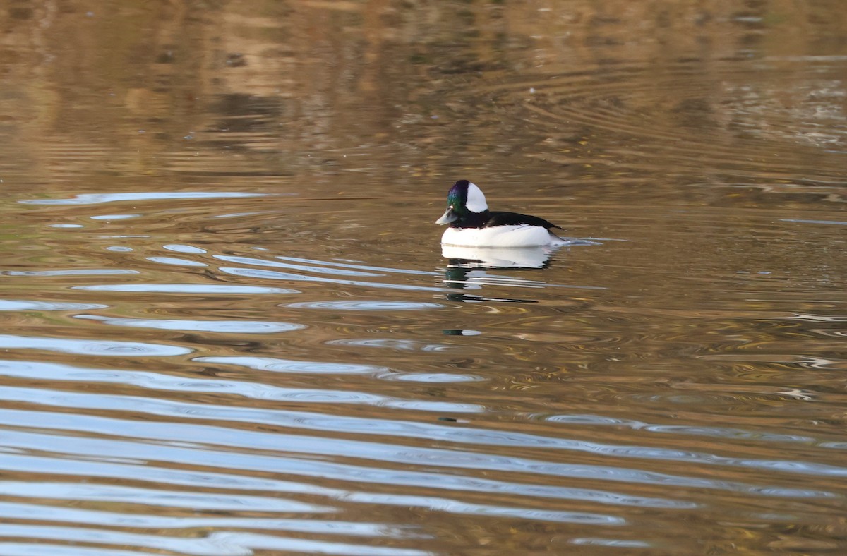 Bufflehead - ML646220729