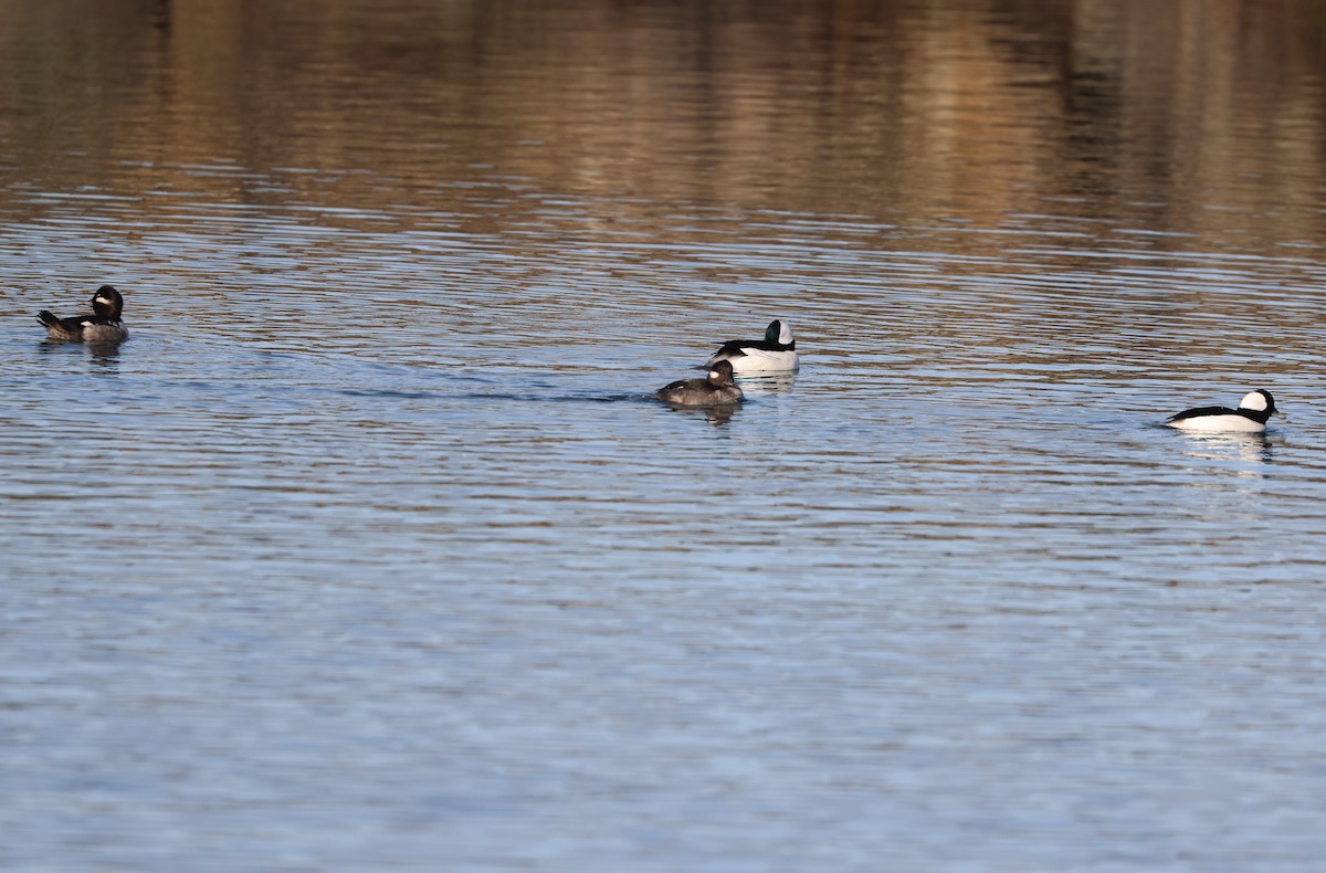 Bufflehead - ML646220730