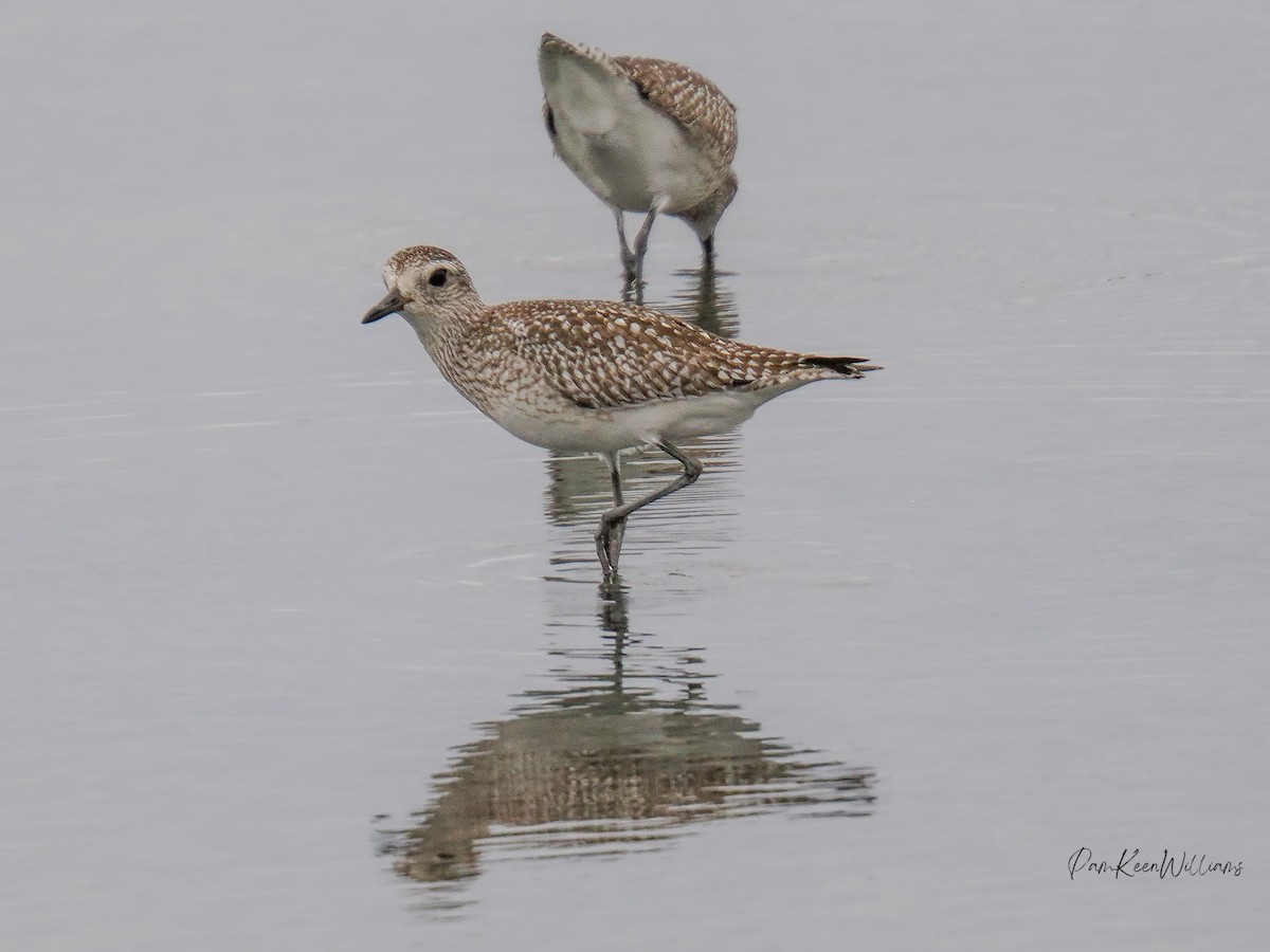 Black-bellied Plover - ML646220731