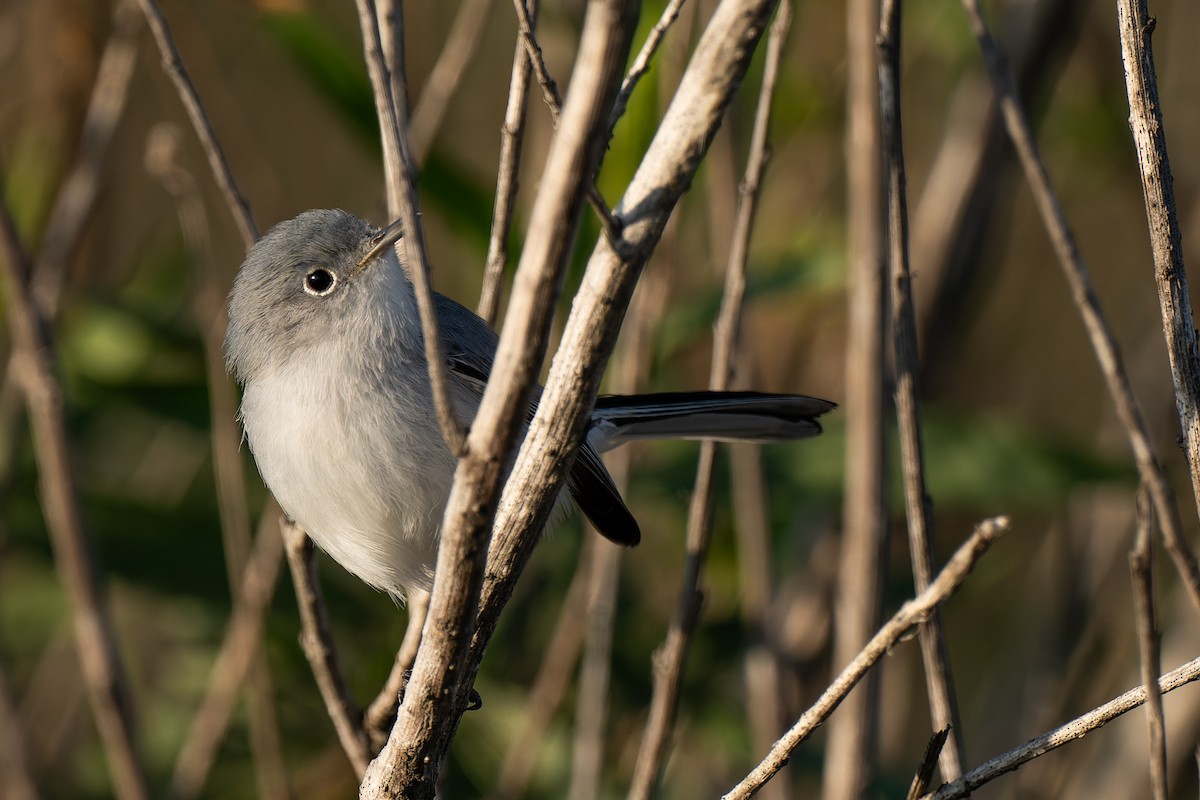 Blue-gray Gnatcatcher - ML646220732