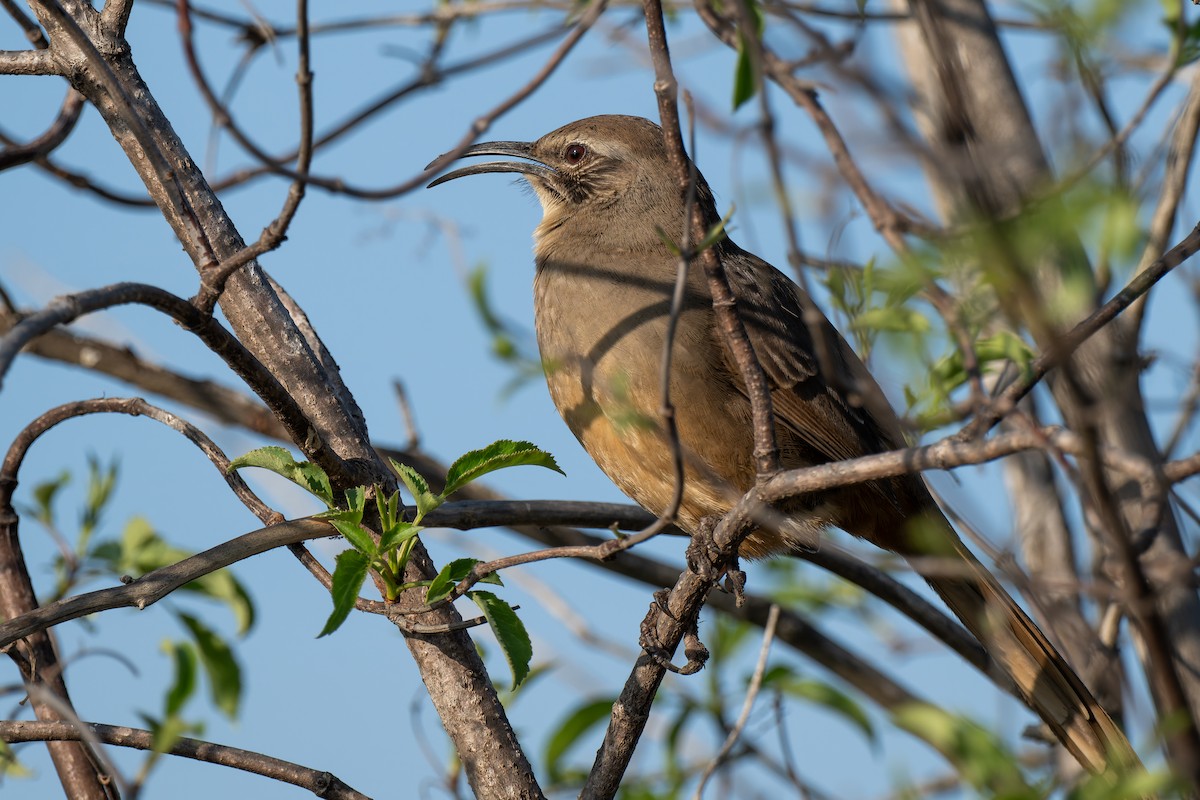 California Thrasher - ML646220733