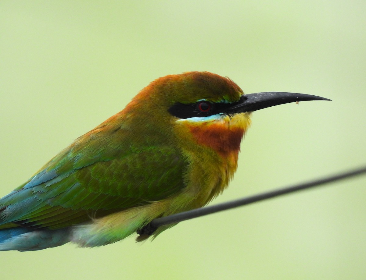 Blue-tailed Bee-eater - ML646220735
