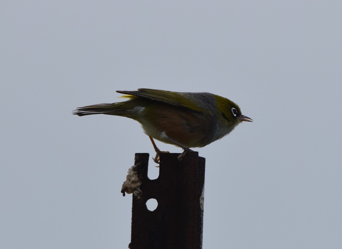 Silvereye - ML646220736