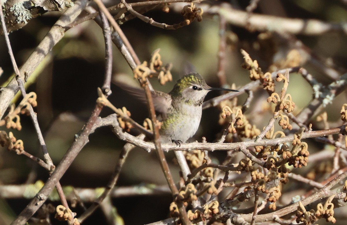 Anna's Hummingbird - ML646220738