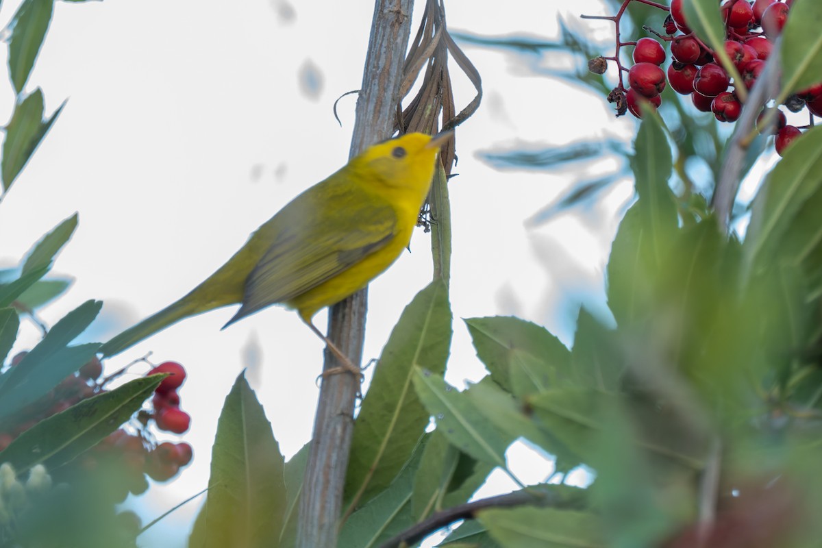 Takkeli Ötleğen - ML646220741