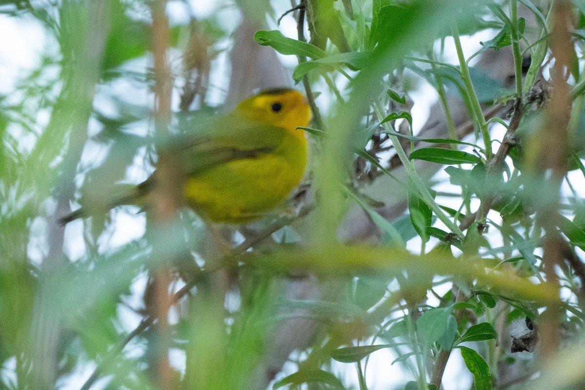 Takkeli Ötleğen - ML646220757