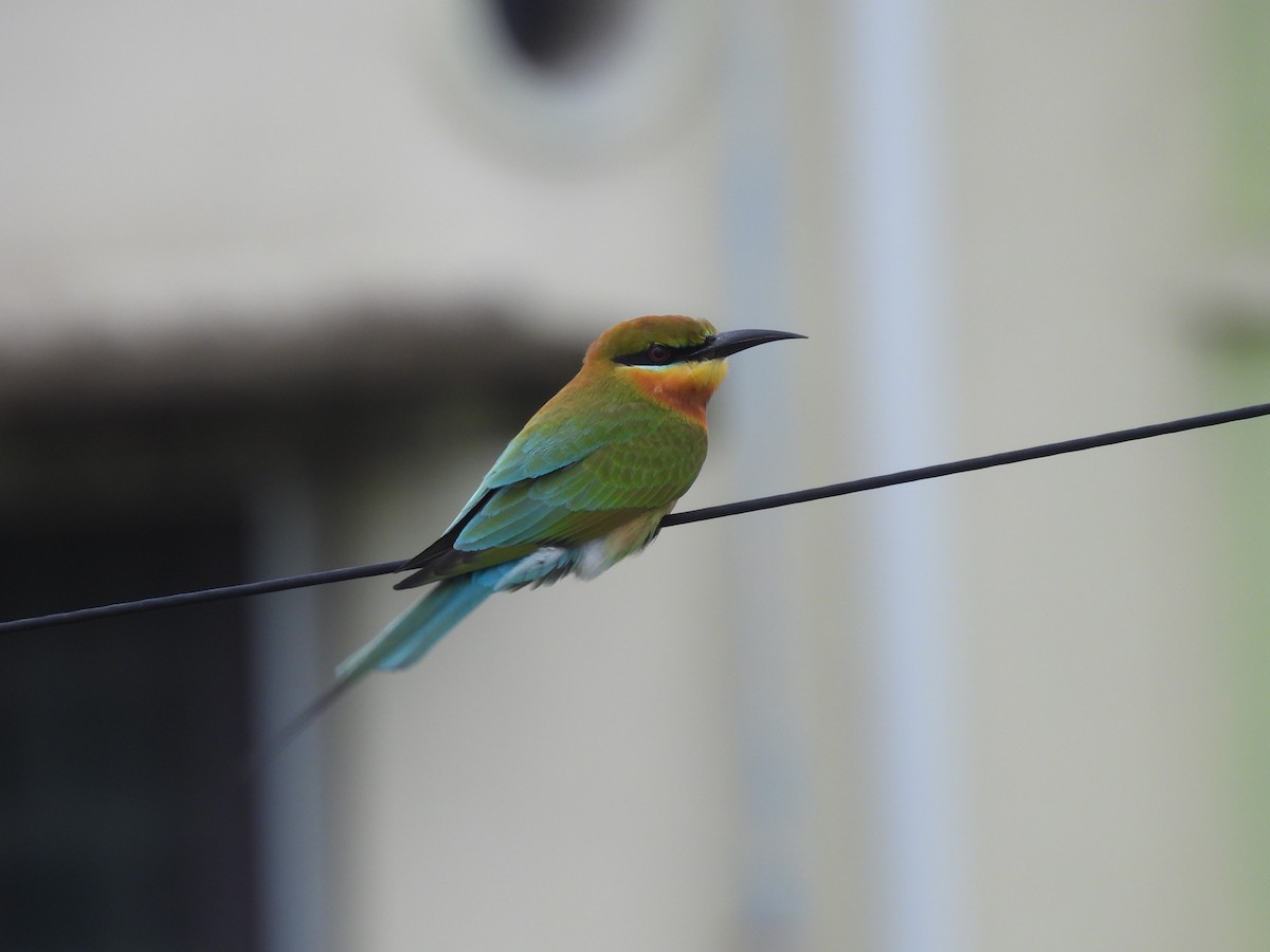 Blue-tailed Bee-eater - ML646220771