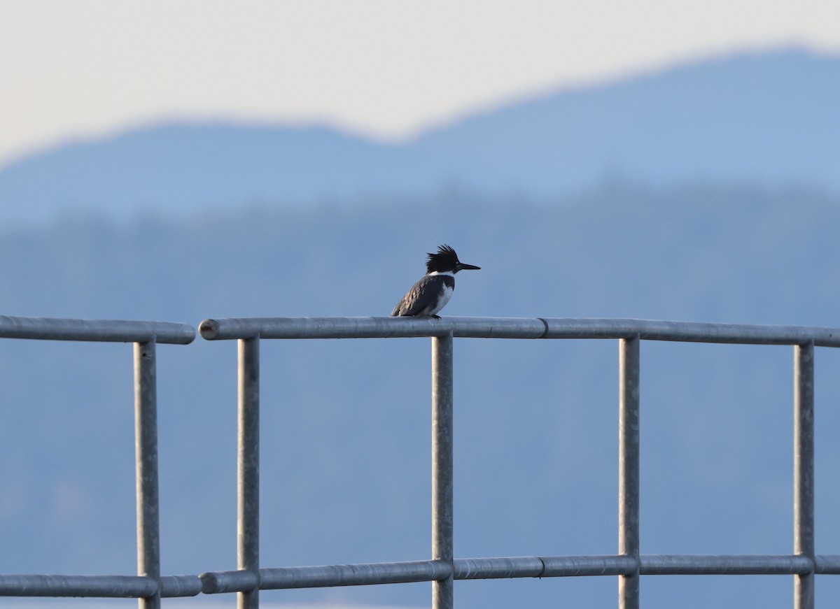 Belted Kingfisher - ML646220775