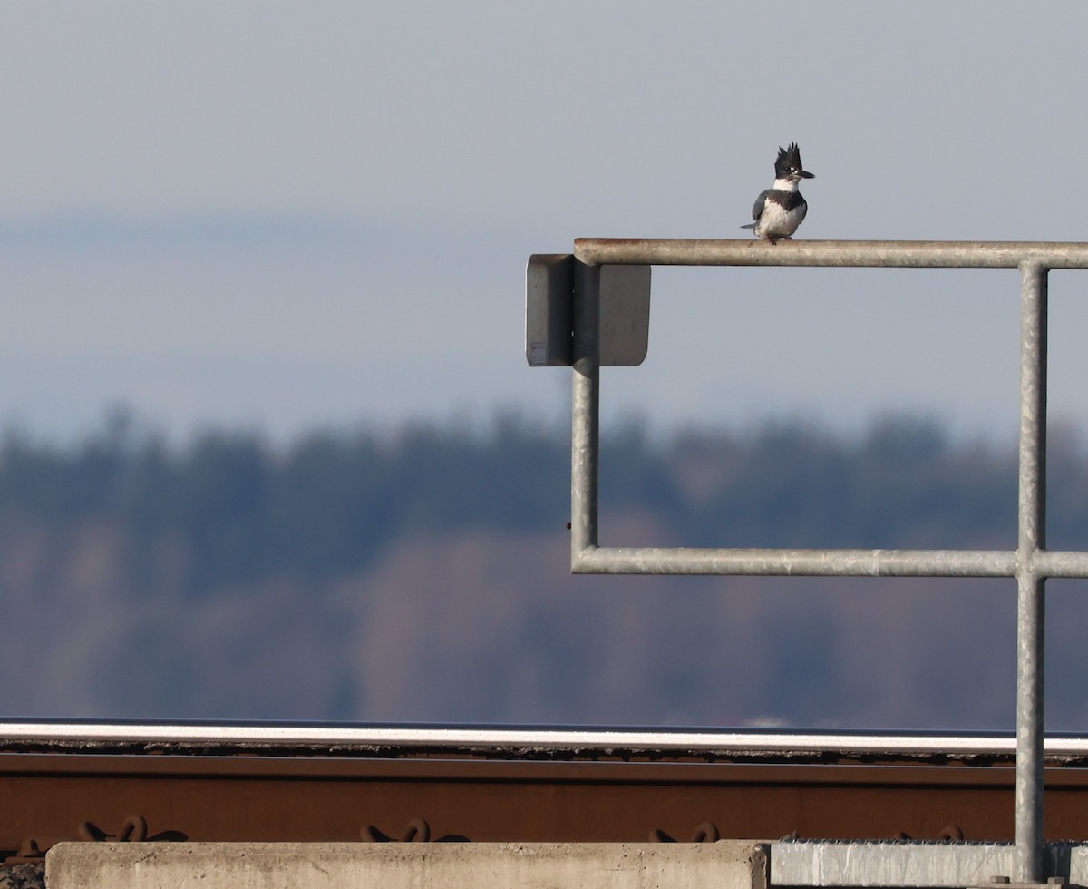 Belted Kingfisher - ML646220776