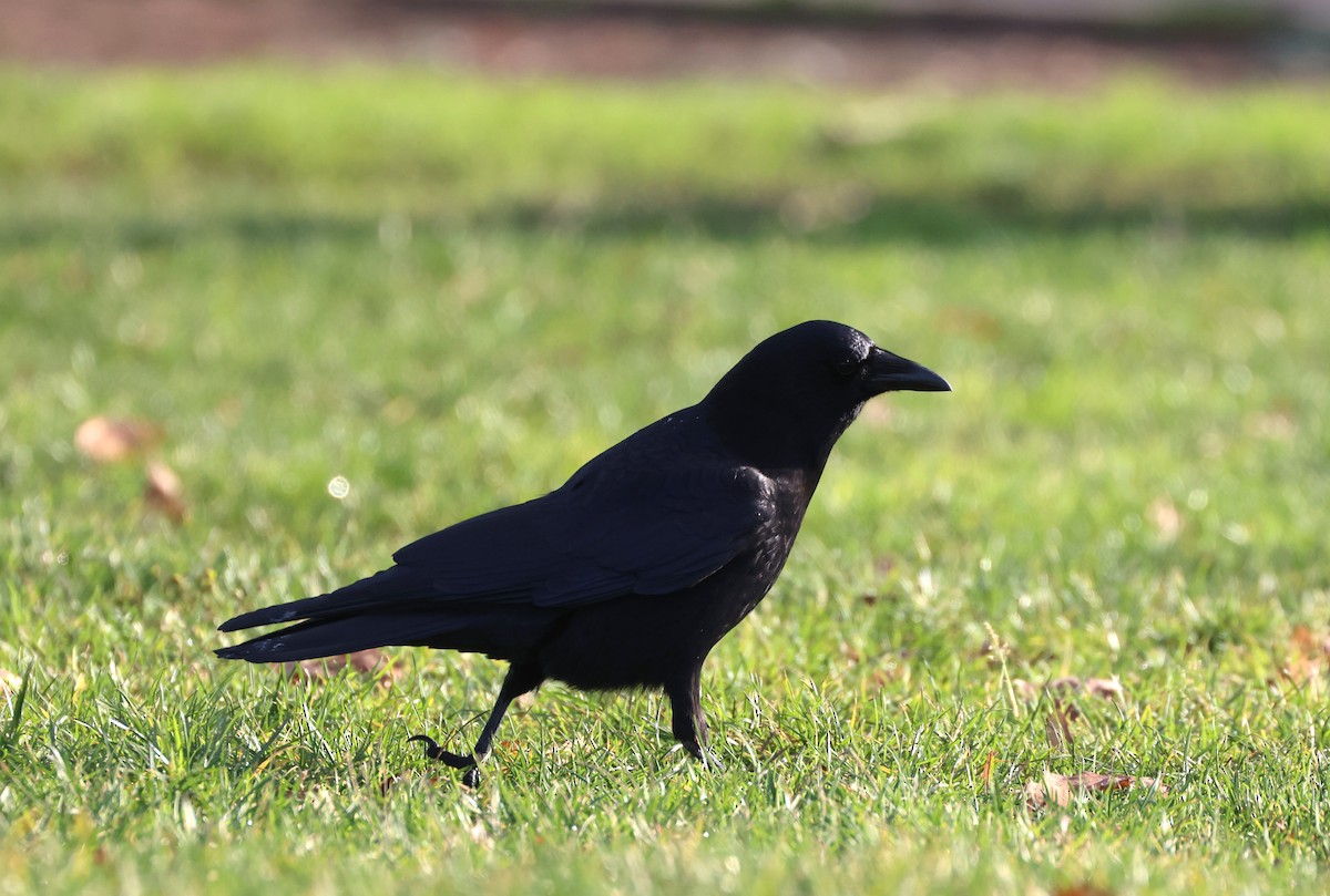 American Crow - ML646220779