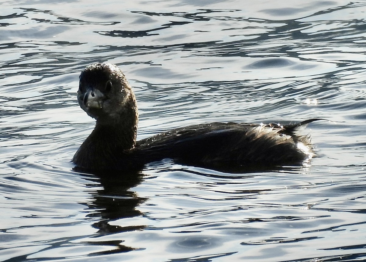 Pied-billed Grebe - ML646220786