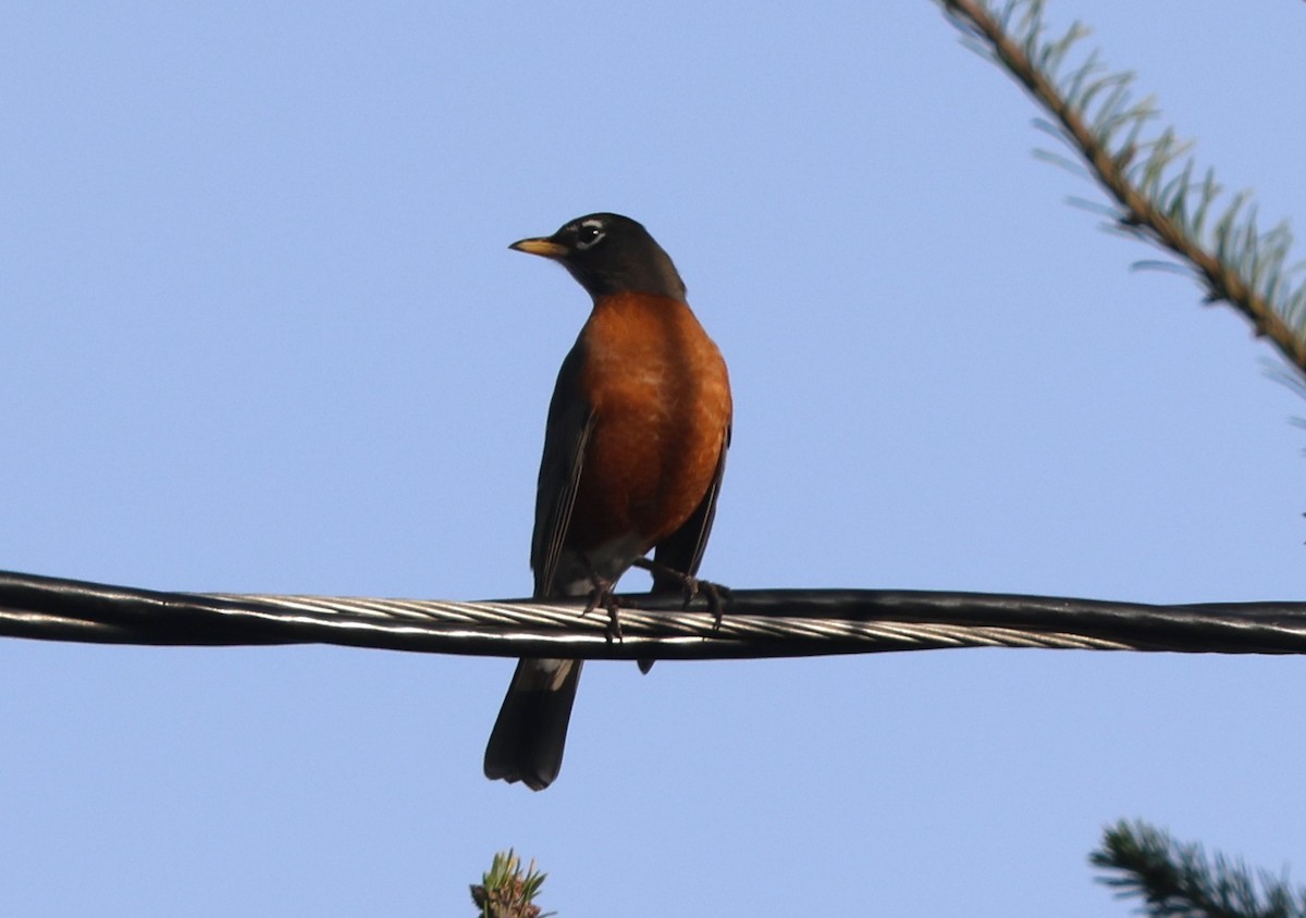 Merle d'Amérique - ML646220799