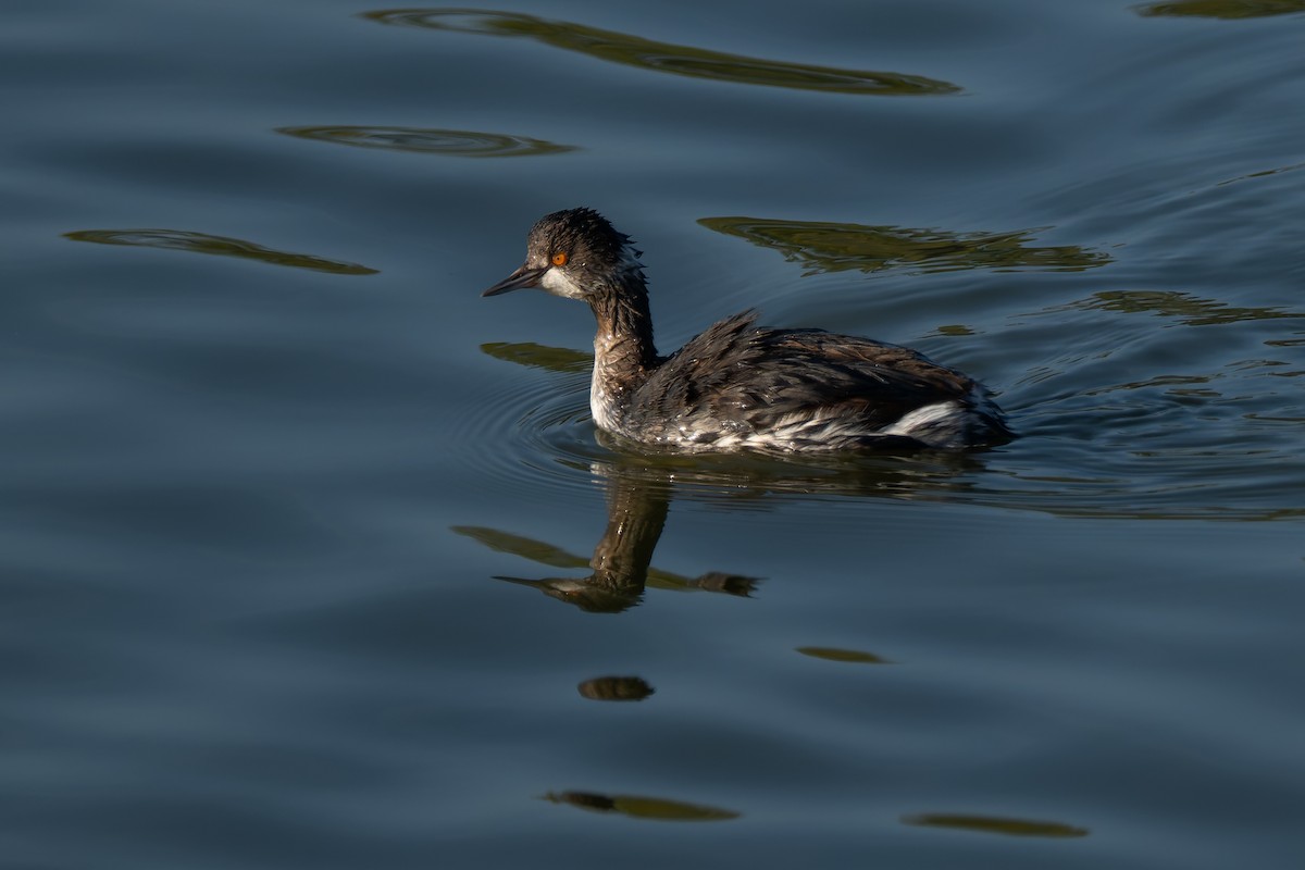 potápka černokrká - ML646220800