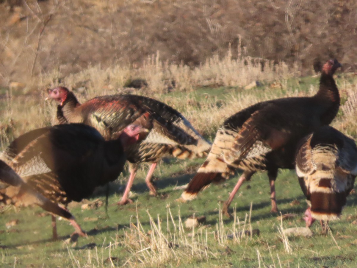 Wild Turkey - ML646220802