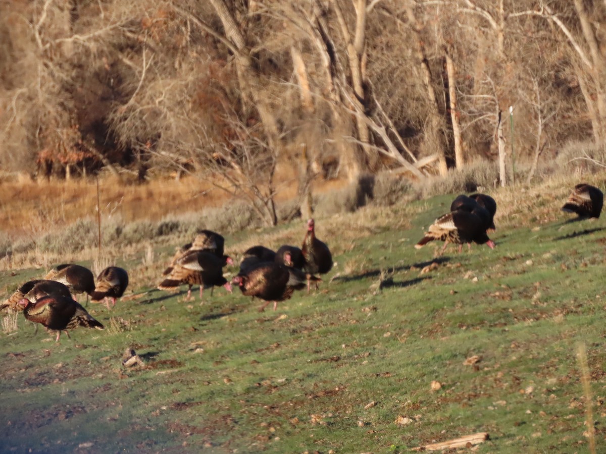 Wild Turkey - ML646220803