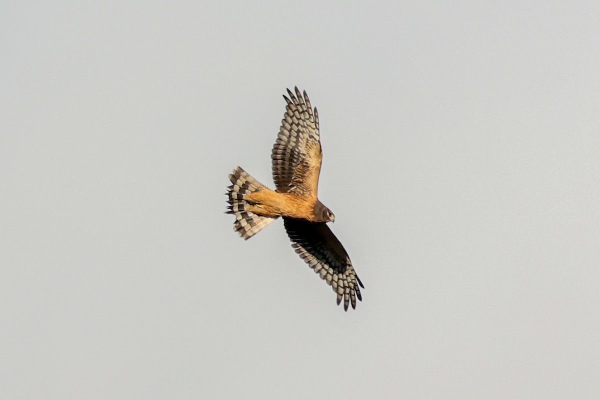 Northern Harrier - ML646220805