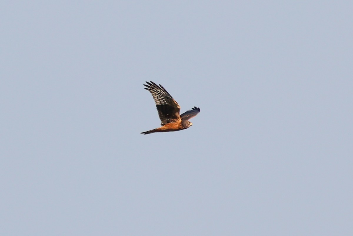 Northern Harrier - ML646220807