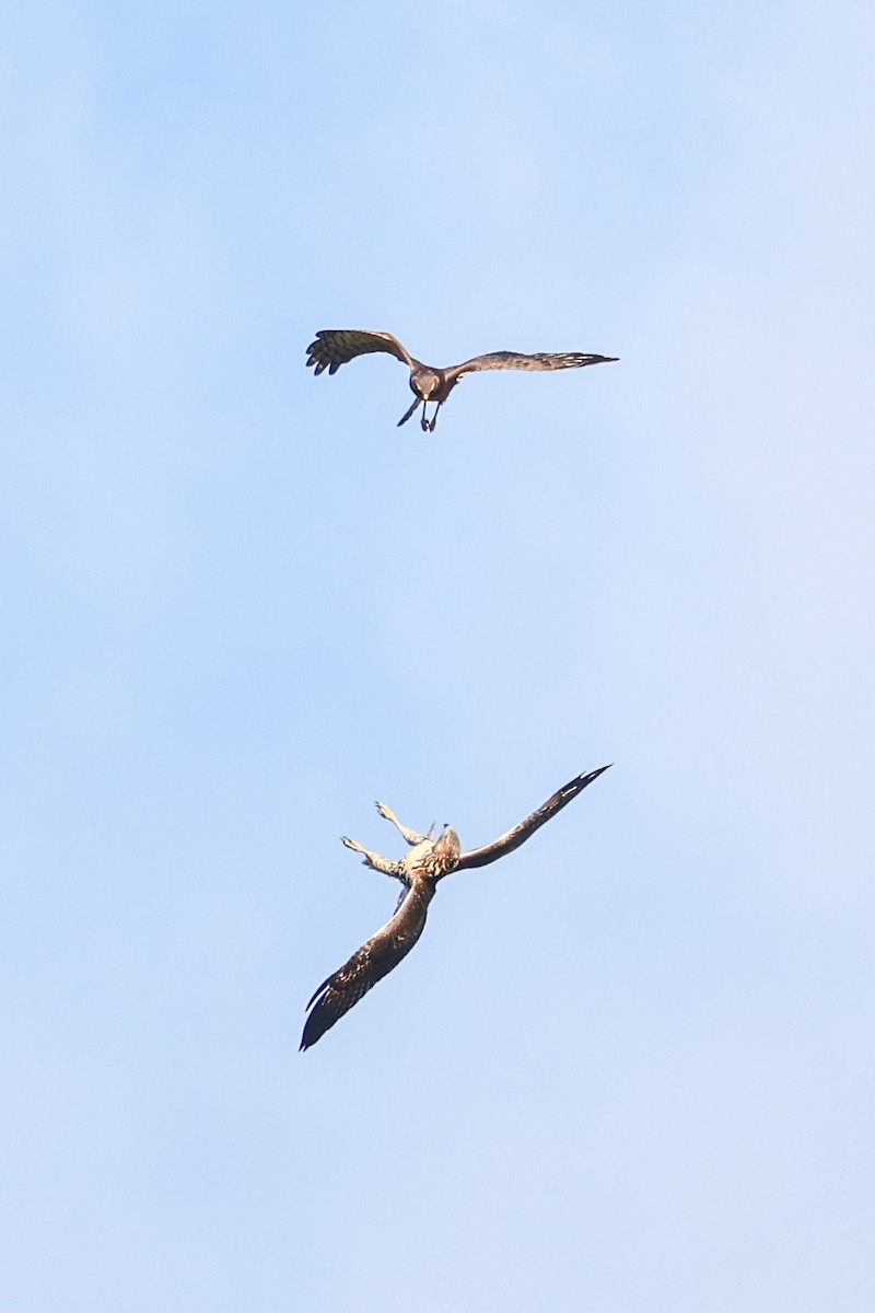 Northern Harrier - ML646220808