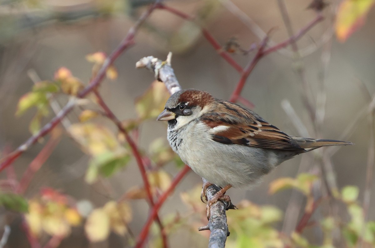 דרור הבית - ML646220810