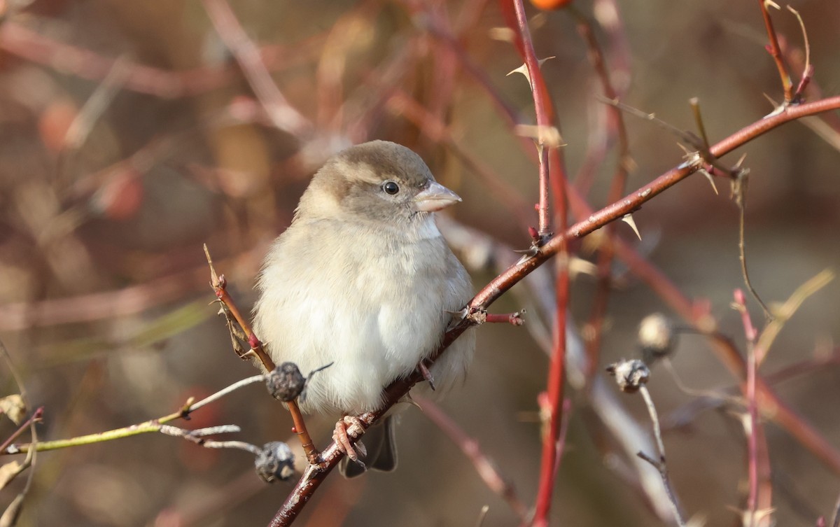 דרור הבית - ML646220811