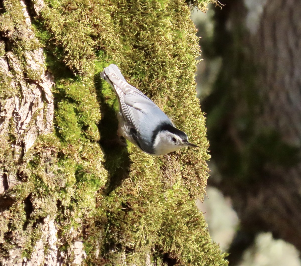 Sittelle à poitrine blanche - ML646220818