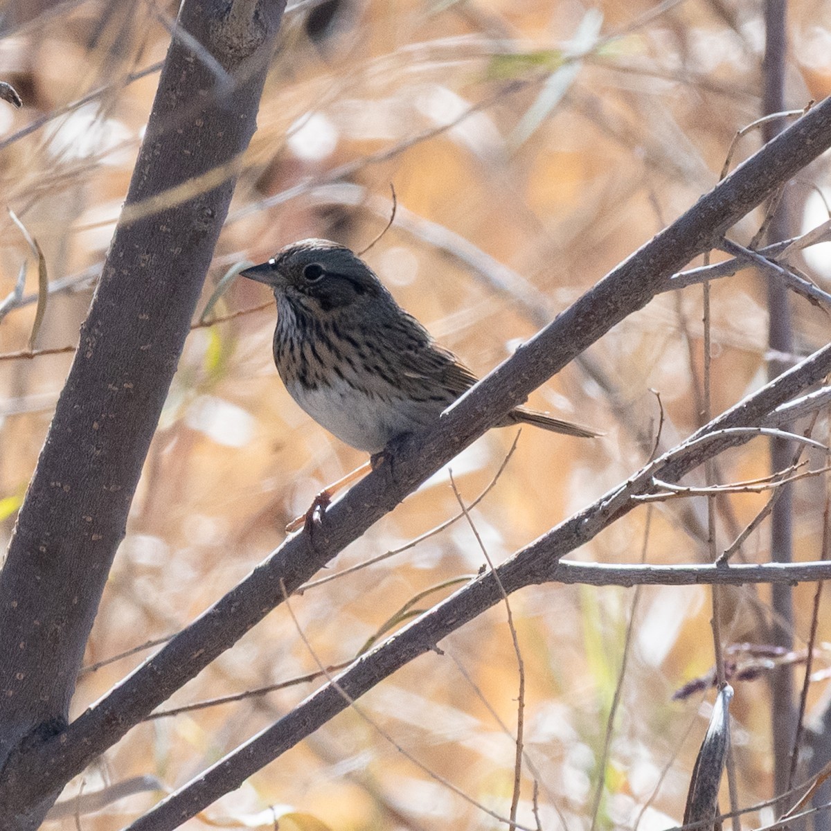 Lincoln's Sparrow - ML646220835