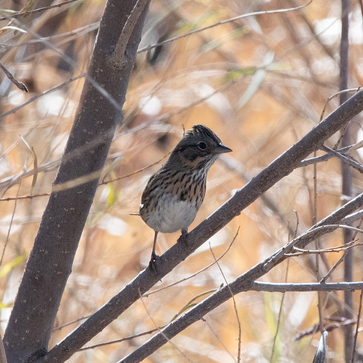 Lincoln's Sparrow - ML646220836