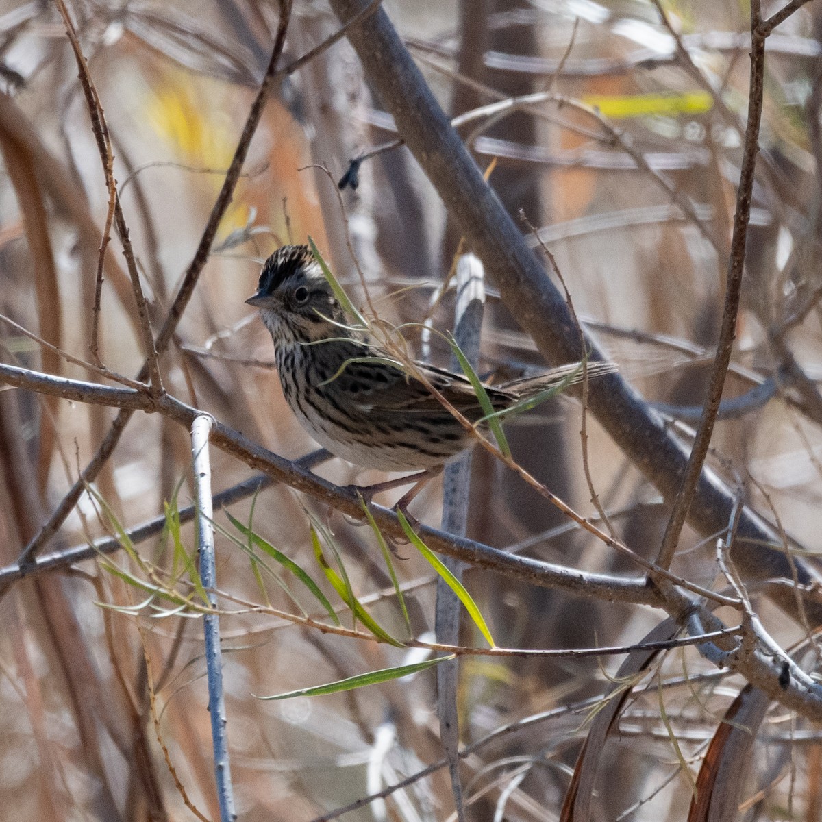 Lincoln's Sparrow - ML646220838