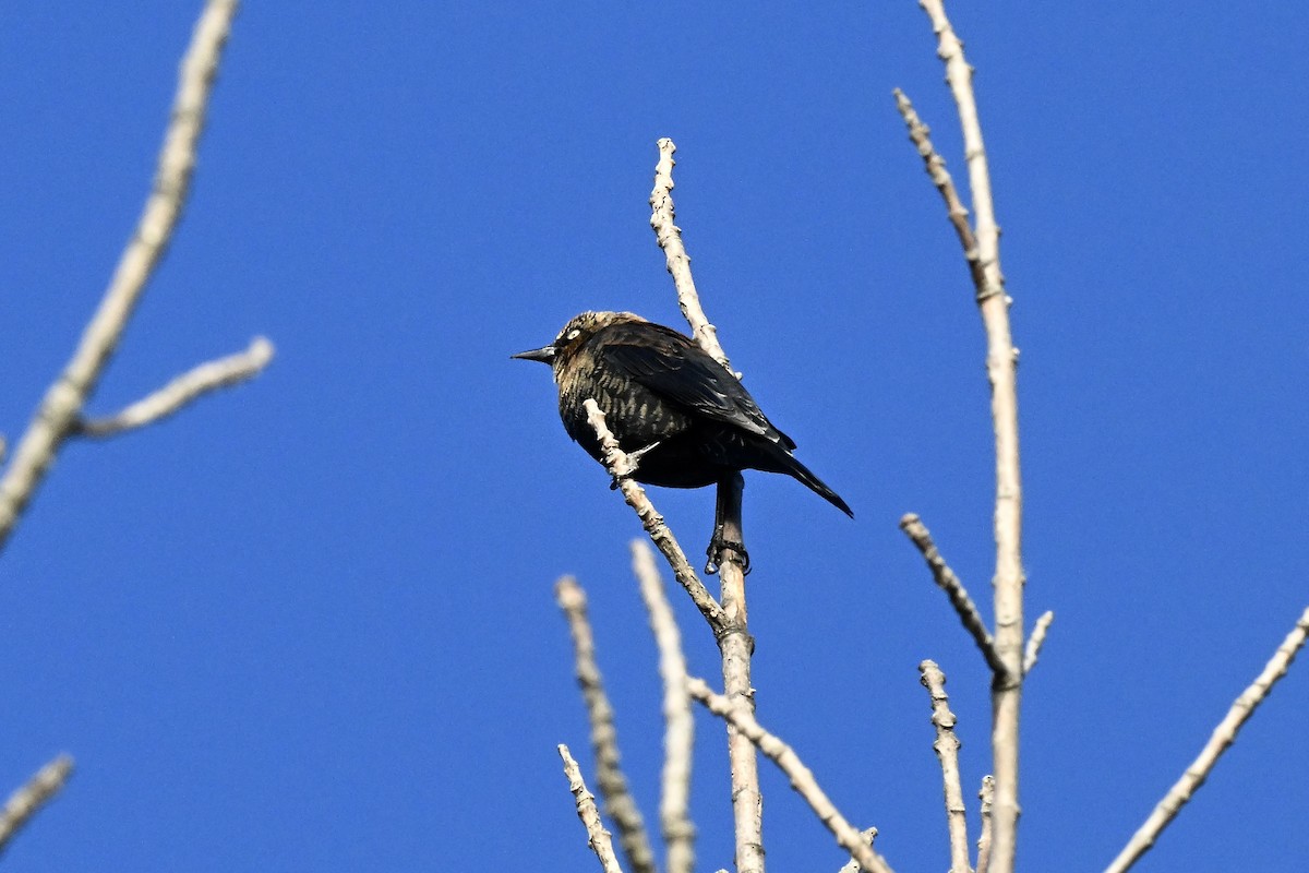 クロムクドリモドキ - ML646220839