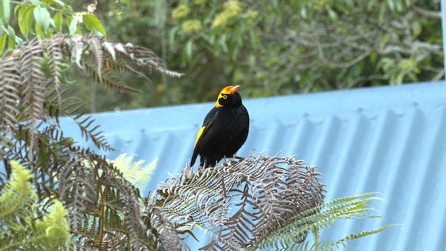 Regent Bowerbird - ML646220841