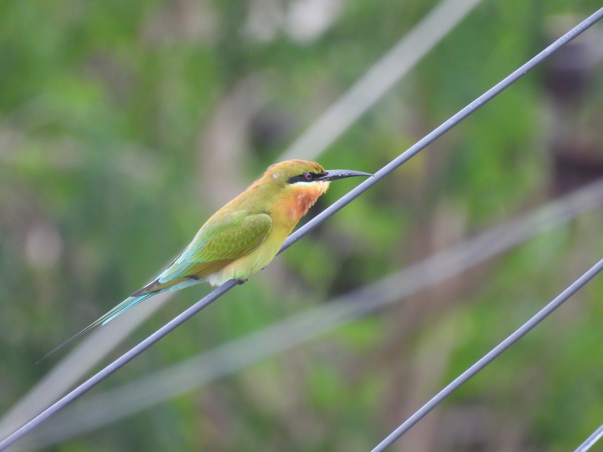 Blue-tailed Bee-eater - ML646220842