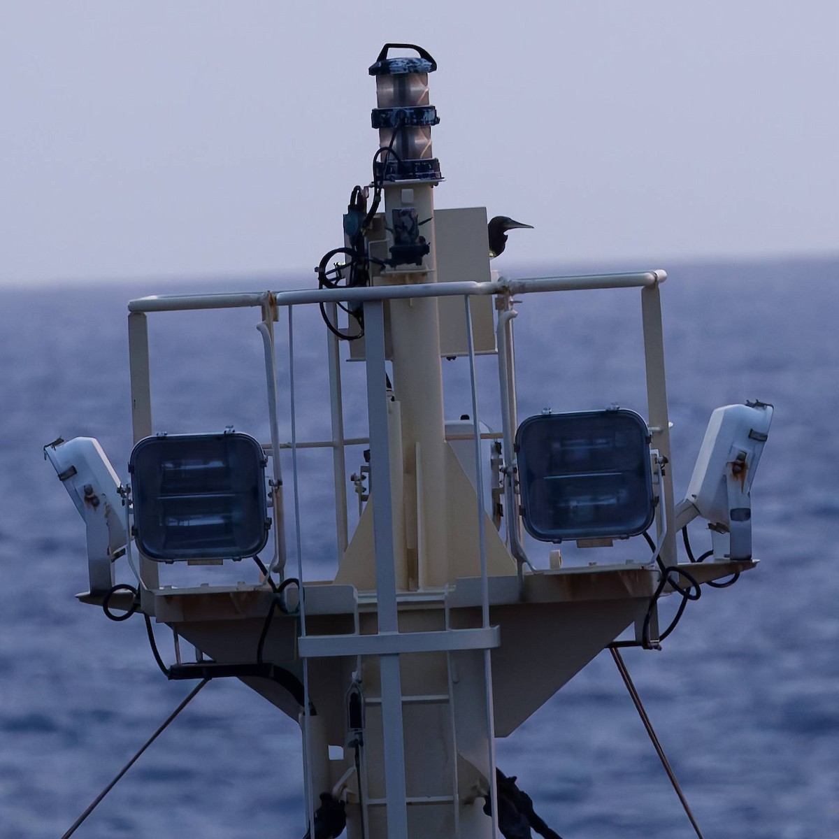 Brown Booby - ML646220845