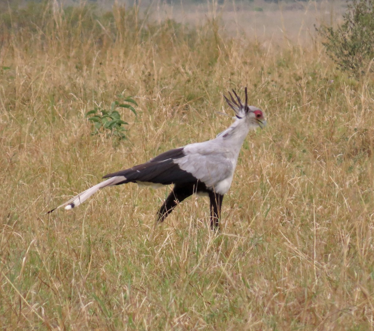 Secretarybird - ML646220849