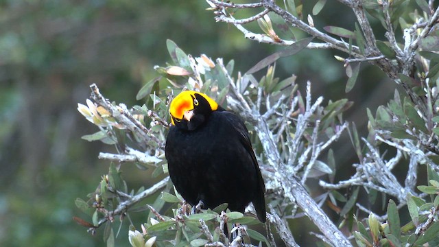 Regent Bowerbird - ML646220854